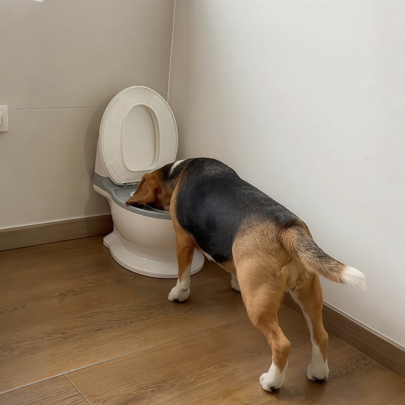 Pet Feeders - 2026 New Funny Creative Shaped Dog